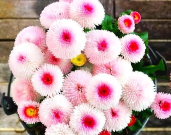 Semillas de margarita inglesa Pompon – Mezcla de flores coloridas para jardín y macetas