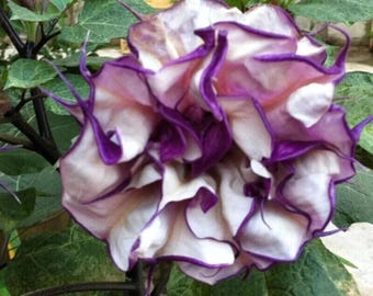 Semillas de Datura Morada Doble Metal / Cuerno de la Abundancia / Flor exótica de floración nocturna