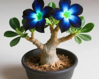 Blue Desert Rose Live Plant – Rare Adenium Obesum Flower Garden Decor