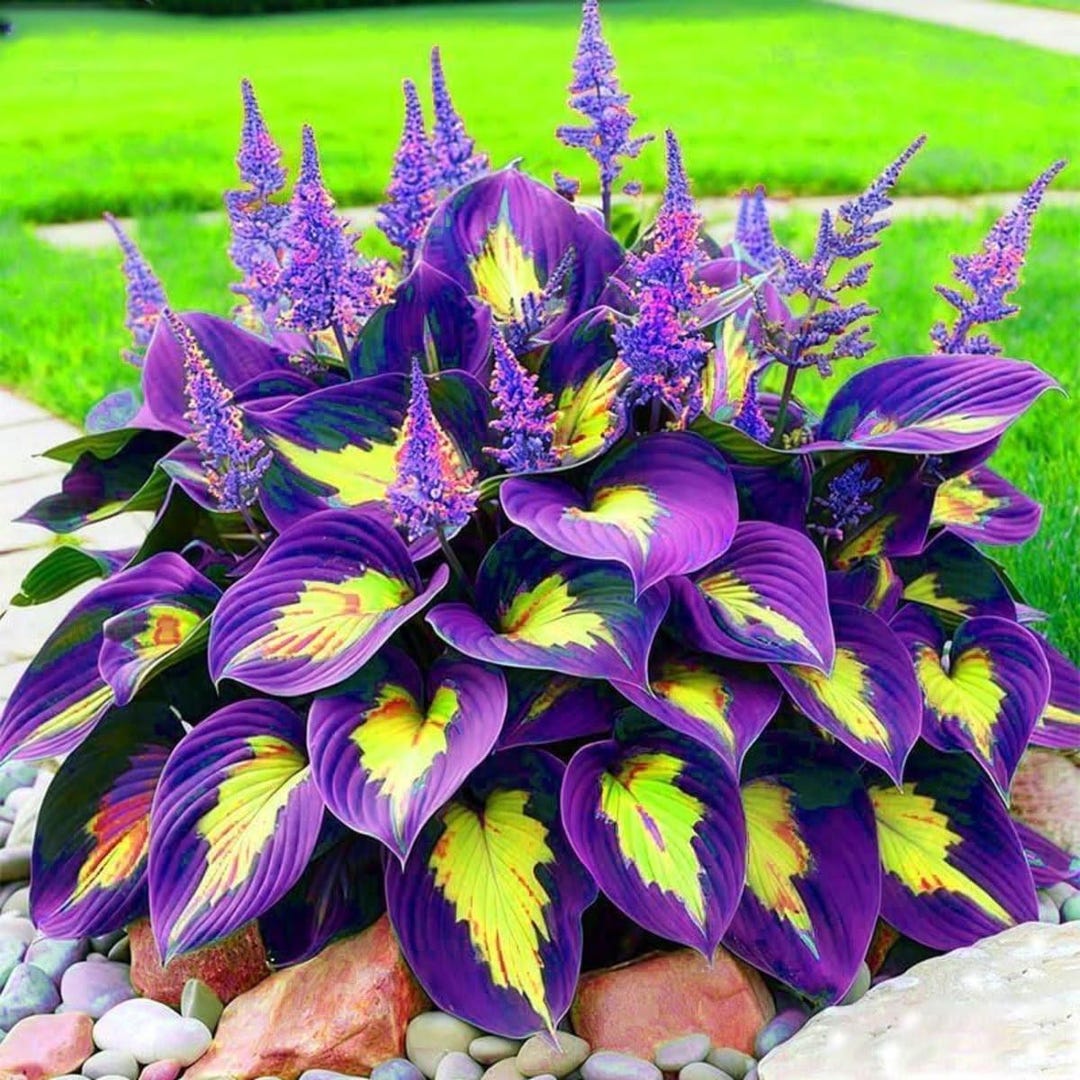 Hosta Razor's Edge Rare Hosta Roots Tubers Shade Garden Heirloom Perennial Lush Foliage ...