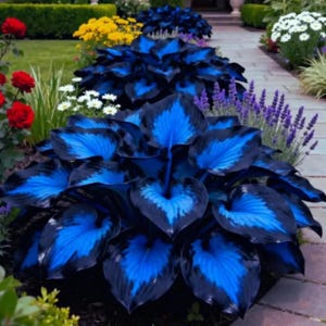 Puede incluir: Un parterre de jardín presenta vibrantes hostas azules y negras con grandes hojas en forma de corazón. Rosas rojas, flores amarillas y margaritas blancas añaden toques de color. Un sendero de piedra y setos cuidados crean un entorno de jardín formal.