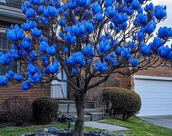 Magnolia Flower Bulbs – Fragrant Ornamental Tree Plant for Garden Beauty