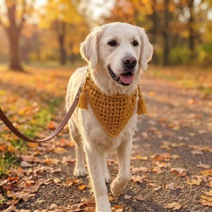 Pode incluir: Um cão golden retriever usando uma bandana triangular de crochê amarelo-mostarda com um padrão decorativo vazado e duas borlas combinando penduradas nos cantos superiores, presa a uma guia de couro marrom no pescoço.