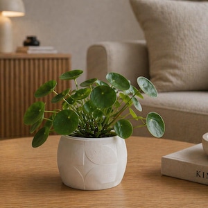 Può includere: Un piccolo vaso bianco rotondo con un motivo strutturato contiene una pianta verde con foglie rotonde. Il vaso è appoggiato su un tavolino di legno. Un divano beige e una lampada sono sullo sfondo. Il vaso misura circa 15 cm di diametro.