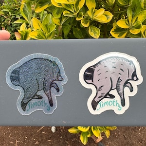 Jimothy the raccoon sticker, Jimothy raccoon Seattle sticker, holographic vinyl sparkly waterproof sticker, Viral Jimothy Raccoon from Ballard in Seattle, WA hand drawn as a sticker with his name Jimothy written below. No AI used in making the Jimothy sticker! Shows difference of transparent sticker vs white backed sticker on darker grey surface