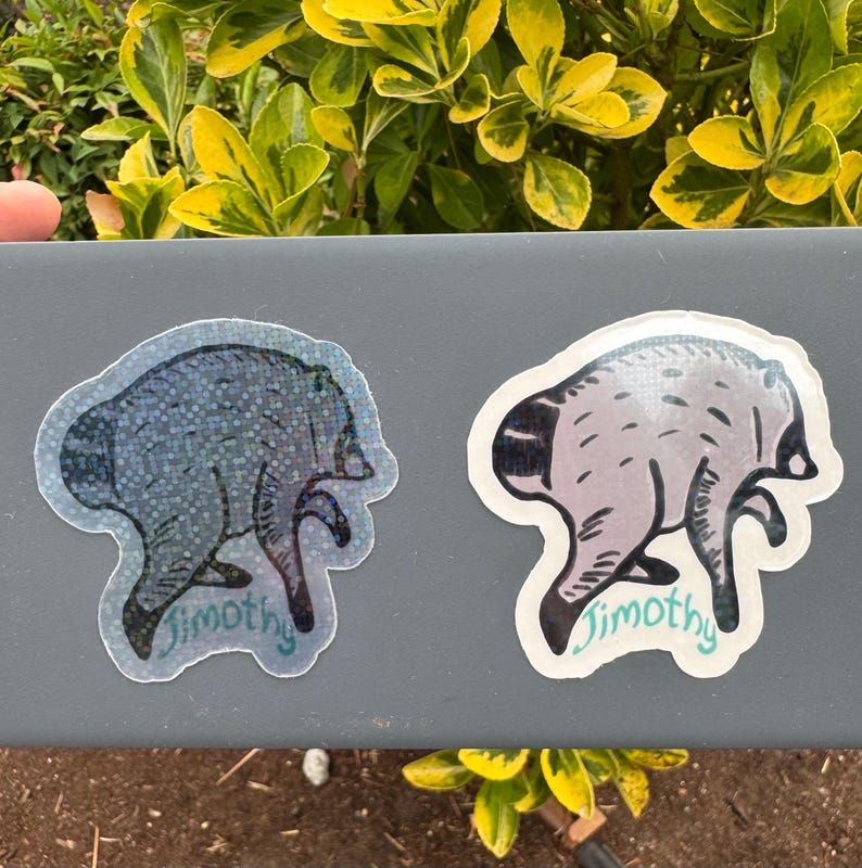 Jimothy the raccoon sticker, Jimothy raccoon Seattle sticker, holographic vinyl sparkly waterproof sticker, Viral Jimothy Raccoon from Ballard in Seattle, WA hand drawn as a sticker with his name Jimothy written below. No AI used in making the Jimothy sticker! Shows difference of transparent sticker vs white backed sticker on darker grey surface