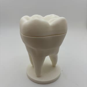 Op de afbeelding: Een wit, driedimensionaal model van een kies met een zichtbare horizontale naad die de kroon van de wortels scheidt. De tand is gemonteerd op een ronde, platte basis en heeft een gladde, matte afwerking en realistische anatomische vormen.