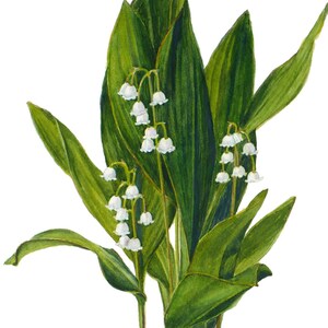 Lily of the Valley botanical print Convallaria majalis floral wall art illustration Watercolor flower home decor by Janet Zeh image 1