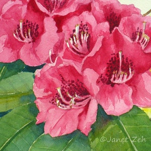 Matted Original Watercolor 5x7 Pink Flower Painting Rhododendron Floral Garden Wall Art in 8x10 White Double Mat by Janet Zeh