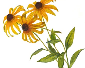 Botanical Print Black Eyed Susan Flowers Rudbeckia Watercolor Art Illustration by Janet Zeh Home decor