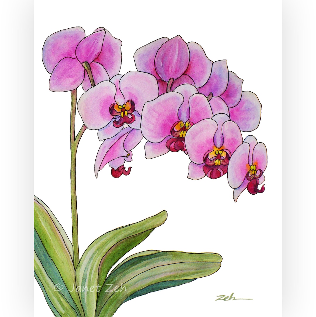 Orchid Painting Original Watercolor and Ink Unframed Wall Art
