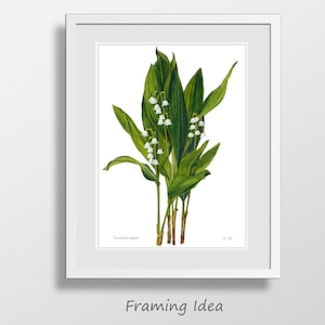 Lily of the Valley botanical print Convallaria majalis floral wall art illustration Watercolor flower home decor by Janet Zeh image 5