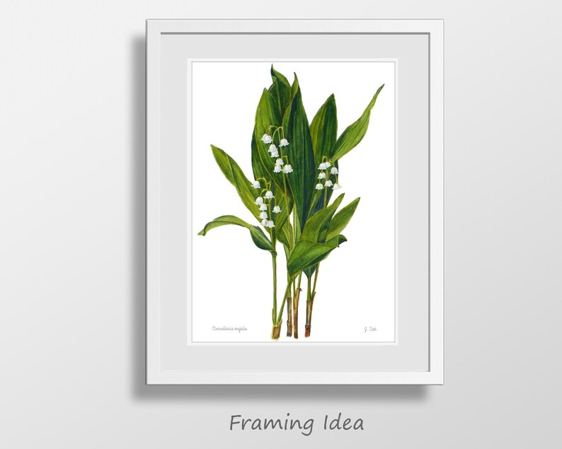 Lily of the Valley botanical print Convallaria majalis floral wall art illustration Watercolor flower home decor by Janet Zeh Bild 5