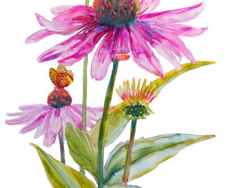 Эхинацея рисунок акварелью