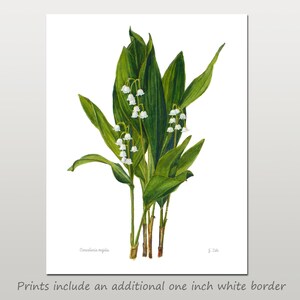 Lily of the Valley botanical print Convallaria majalis floral wall art illustration Watercolor flower home decor by Janet Zeh image 2