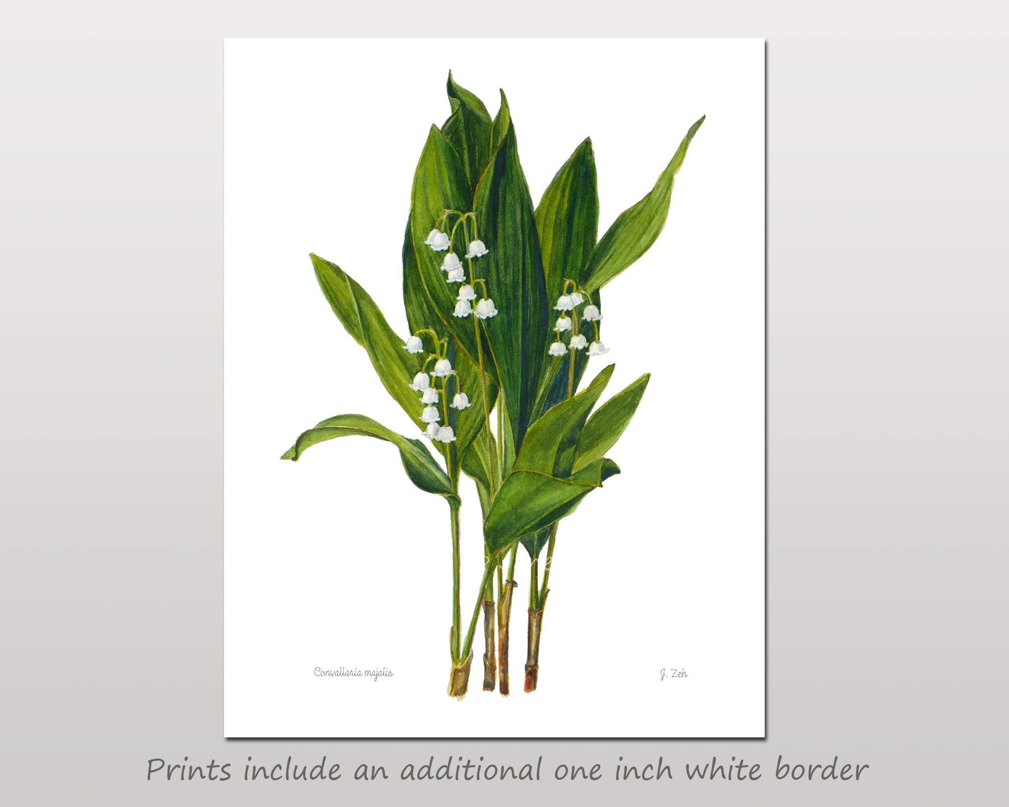 Lily of the Valley Botanical Print Convallaria Majalis Floral Wall