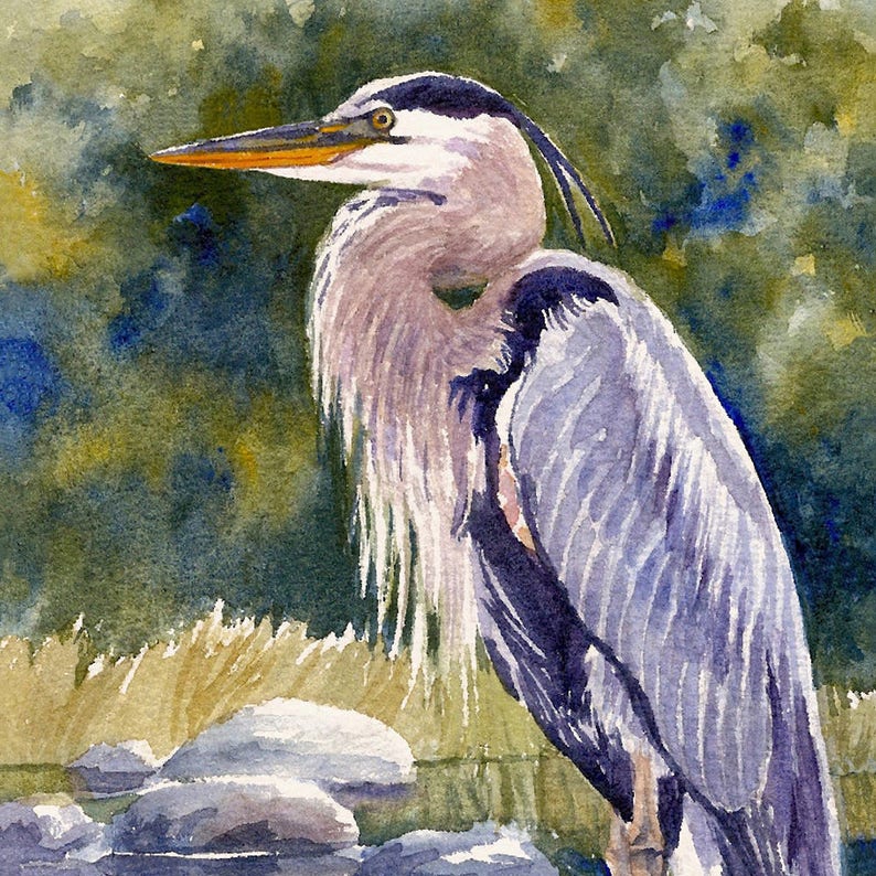 Great Blue Heron Watercolor Print Bird Wall Art Decor by Janet - Etsy