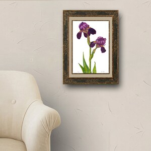 May include: Framed watercolor painting of two purple irises with green stems and leaves on a white background.