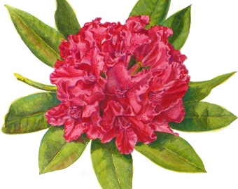 Rhododendron Botanical Print Red Flower Art Watercolor Floral Illustration by Janet Zeh Home decor