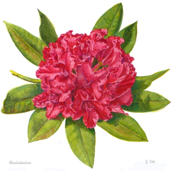 Rhododendron Botanical Print Red Flower Art Watercolor Floral Illustration by Janet Zeh Home decor