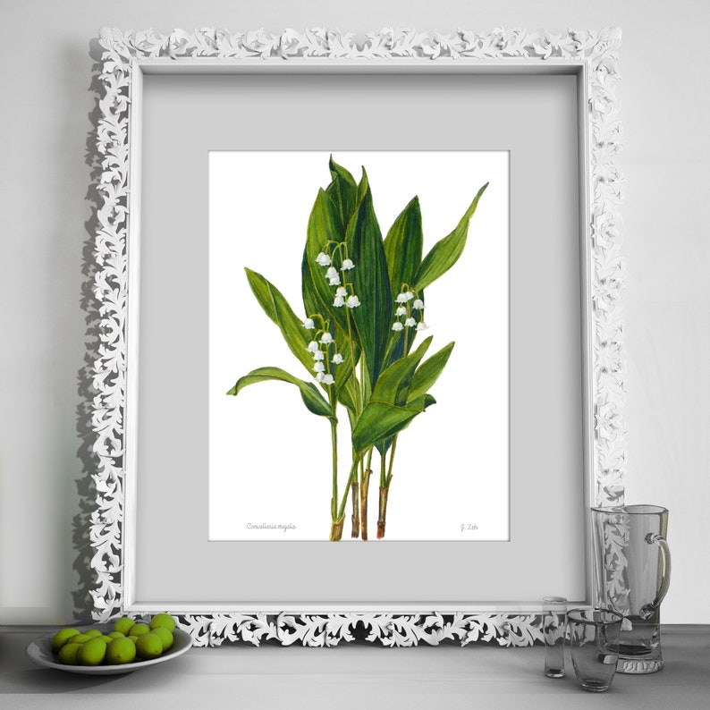 Lily of the Valley botanical print Convallaria majalis floral wall art illustration Watercolor flower home decor by Janet Zeh image 9