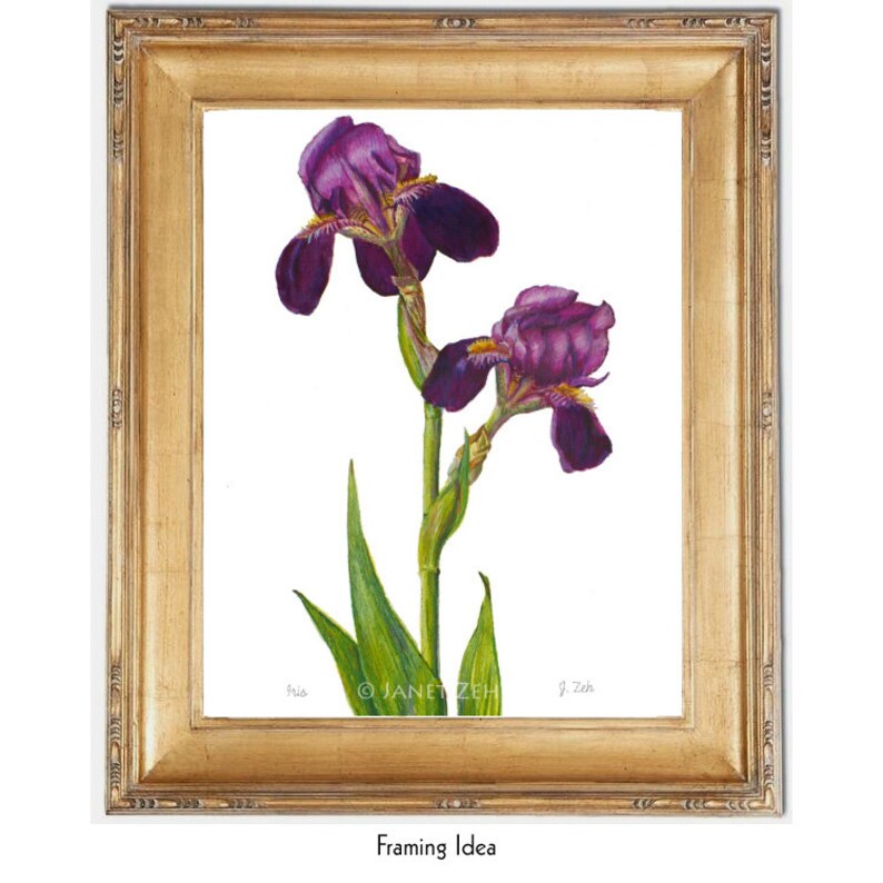 May include: A framed watercolor painting of two purple irises with green leaves and stems on a white background. The painting is signed "J. Zeh" in the bottom right corner and "&copy; JANET ZEH" in the bottom center.