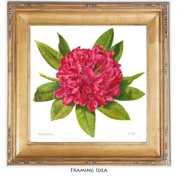 Buy Rhododendron Botanical Print Red Flower Art Watercolor Floral