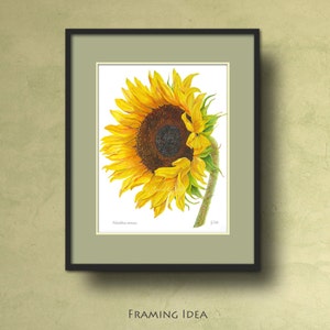 May include: A watercolor painting of a sunflower with yellow petals and a dark brown center. The sunflower is facing to the right and is partially closed. The painting is framed in a black frame with a green mat.