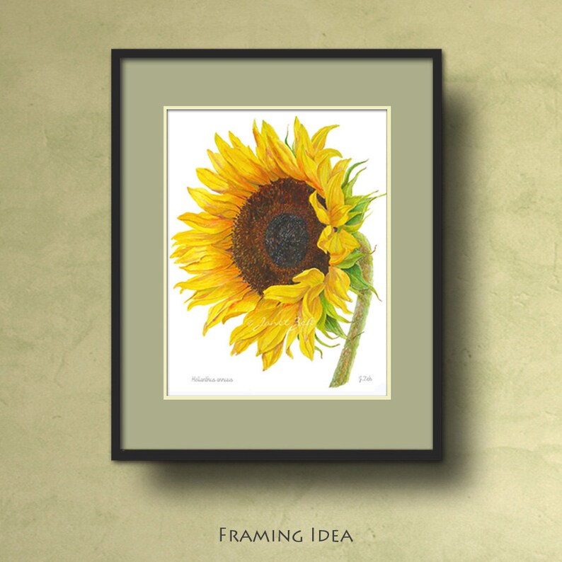 May include: A watercolor painting of a sunflower with yellow petals and a dark brown center. The sunflower is facing to the right and is partially closed. The painting is framed in a black frame with a green mat.