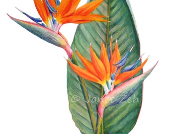 Bird of Paradise Flower Botanical Print Strelitzia reginae Watercolor Art Illustration by Janet Zeh Home decor