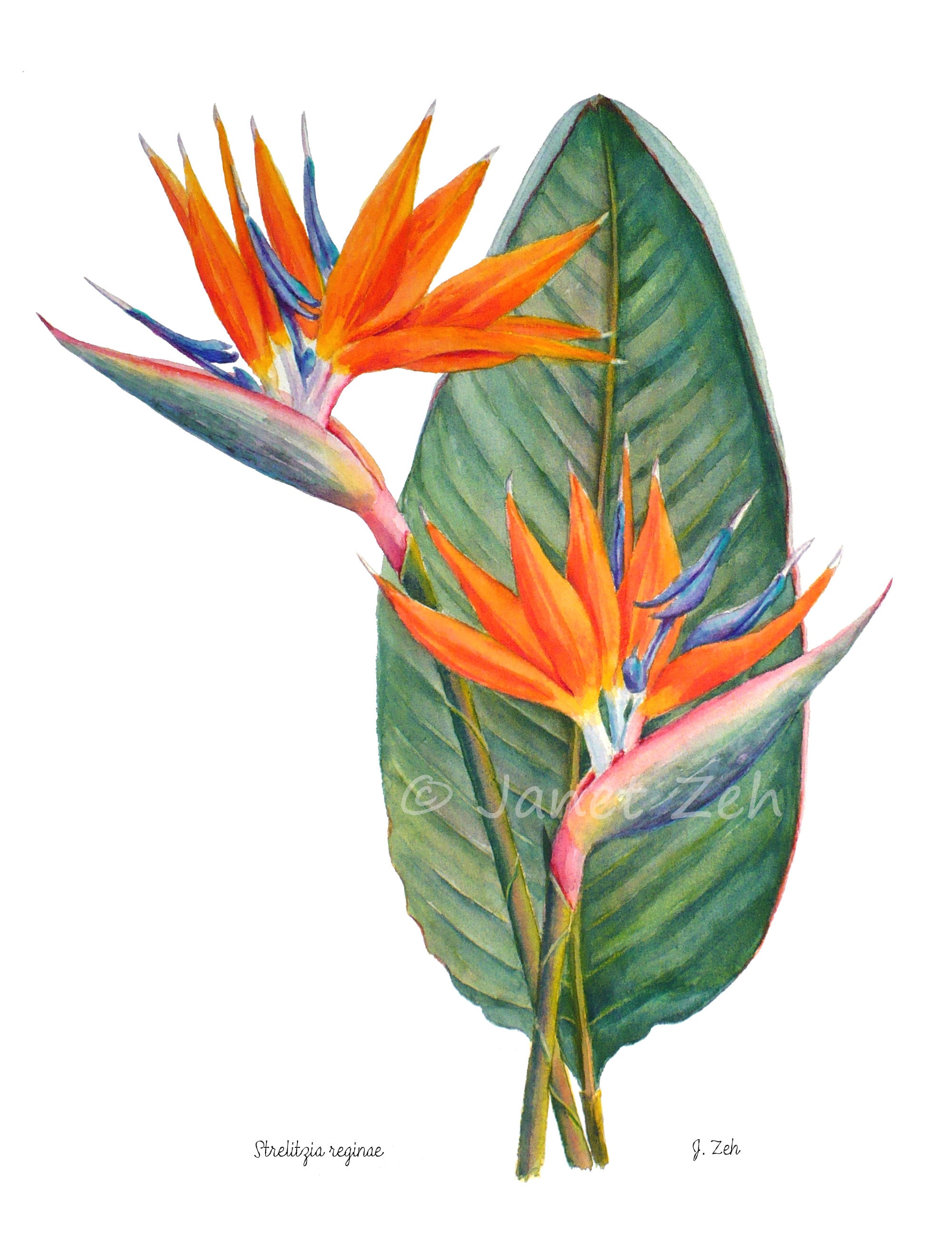 BOTANICAL ART 【import品】 Bird of Paradise Flower Botanical Print Strelitzia Reginae