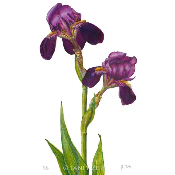 Iris Print Botanical Art Floral Artwork Flower Watercolor Illustration by Janet Zeh Home decor