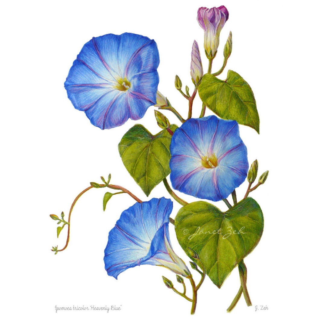 Morning Glory Print Blue Flowers Botanical Floral Art by Janet Zeh