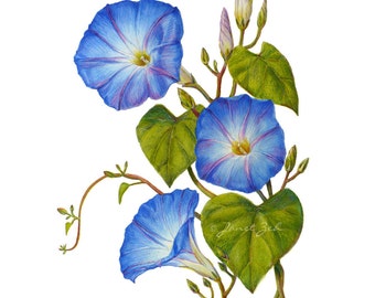 Morning Glory Print Blue Flowers Botanical Floral Art by Janet Zeh Home decor