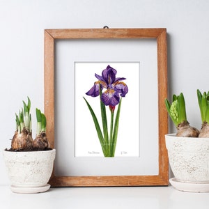 Siberian Iris Print Botanical Illustration Flower Wall Art by - Etsy