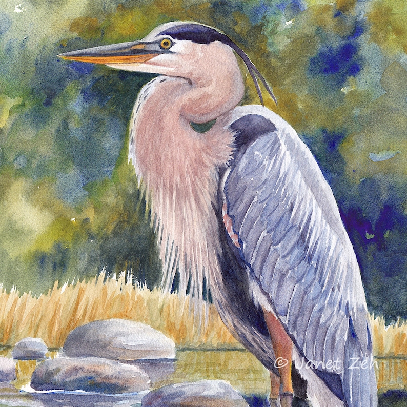 Great Blue Heron Set of Two Prints on watercolor paper Green | Etsy