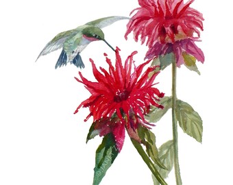 Hummingbird print bird wall art red bee balm monarda botanical flower artwork home decor by Janet Zeh