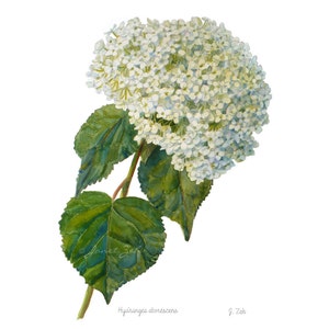 Hydrangea aborescens Botanical Print Decor Annabelle Watercolor Floral Illustration Wall Art by Janet Zeh