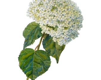 Hydrangea aborescens Botanical Print Decor Annabelle Watercolor Floral Illustration Wall Art by Janet Zeh