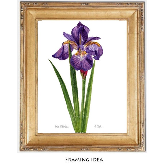 Siberian Iris Print Botanical Illustration Flower Wall Art by