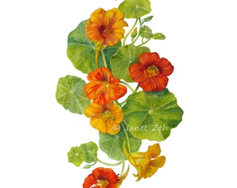 Nasturtiums Botanical Print Watercolor Flower Wall Art Colorful home decor by Janet Zeh
