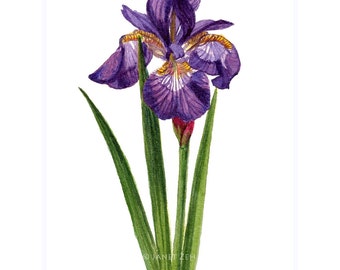 Siberian Iris Print Botanical Illustration Flower Wall Art by Janet Zeh Giclee Floral Home decor