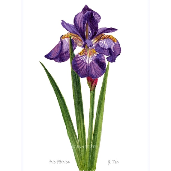 Siberian Iris Print Botanical Illustration Flower Wall Art by