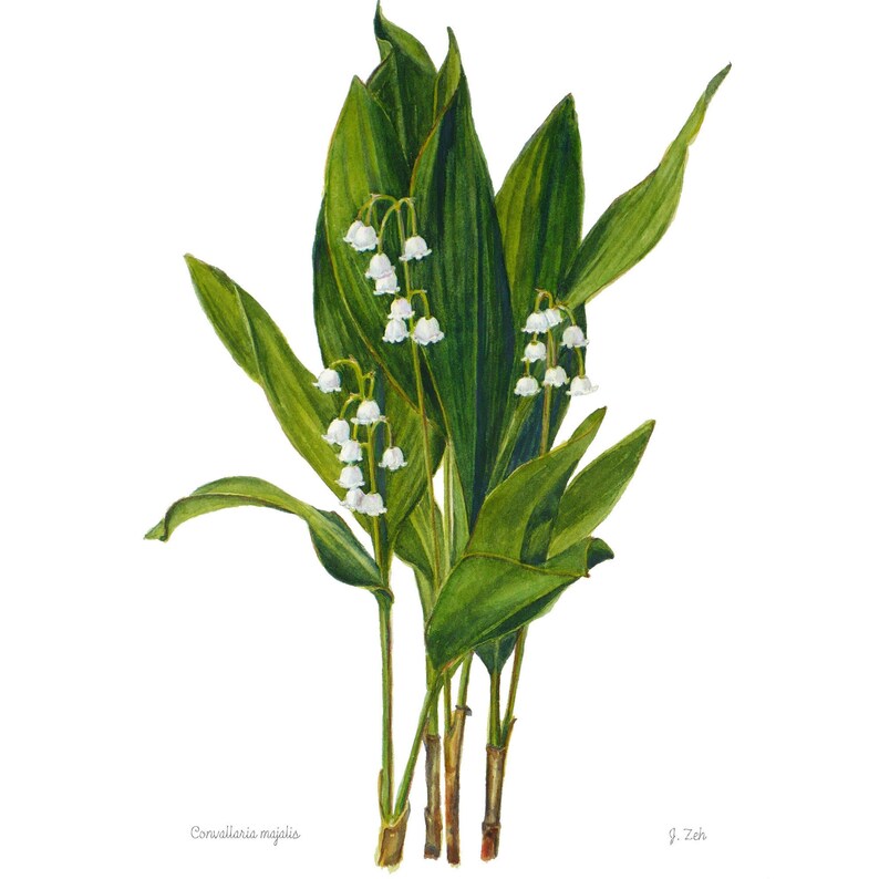 Lily of the Valley botanical print Convallaria majalis floral wall art illustration Watercolor flower home decor by Janet Zeh image 1