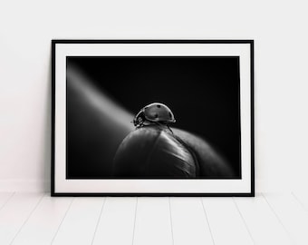 Stampa fisica di una coccinella in bianco e nero, macroarte minimalista di un insetto, poster di fotografia naturalistica monocromatica