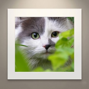 Puede incluir: Fotografía enmarcada de un gatito con pelaje gris y blanco y brillantes ojos verdes. El gatito está parcialmente oculto por hojas verdes, creando un entorno natural al aire libre. La mirada del gato está dirigida directamente al espectador.