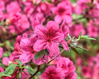 Azalea in fiore / Fotografia di vivaci fiori primaverili / Download botanico