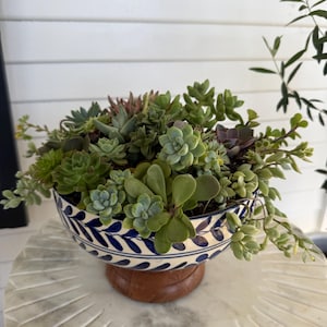 May include: A colourful succulent arrangement in a patterned ceramic bowl. The bowl, with a blue and white leaf design, sits on a wooden base. The arrangement features various green succulents.