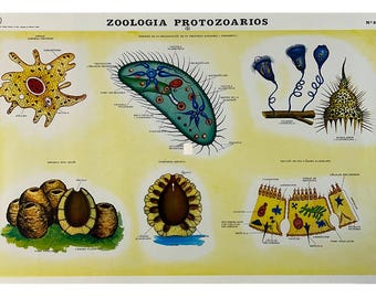Tabella scientifica vintage degli anni '70 per la zoologia in classe.