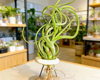 Air Plant Medusa | Tillandsia Caput Medusae | Unique Curly Air Plant | Easy Care Indoor Plant | Boho Home Decor | Gift for Plant Lovers